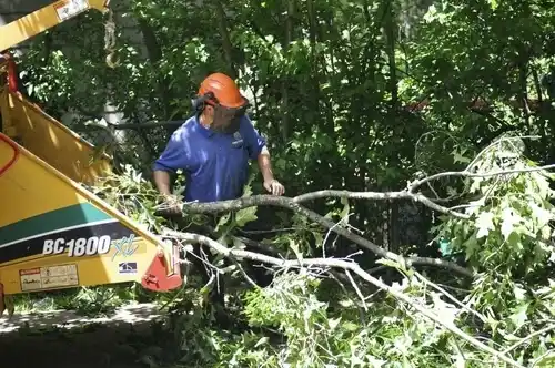 tree services Quaker City
